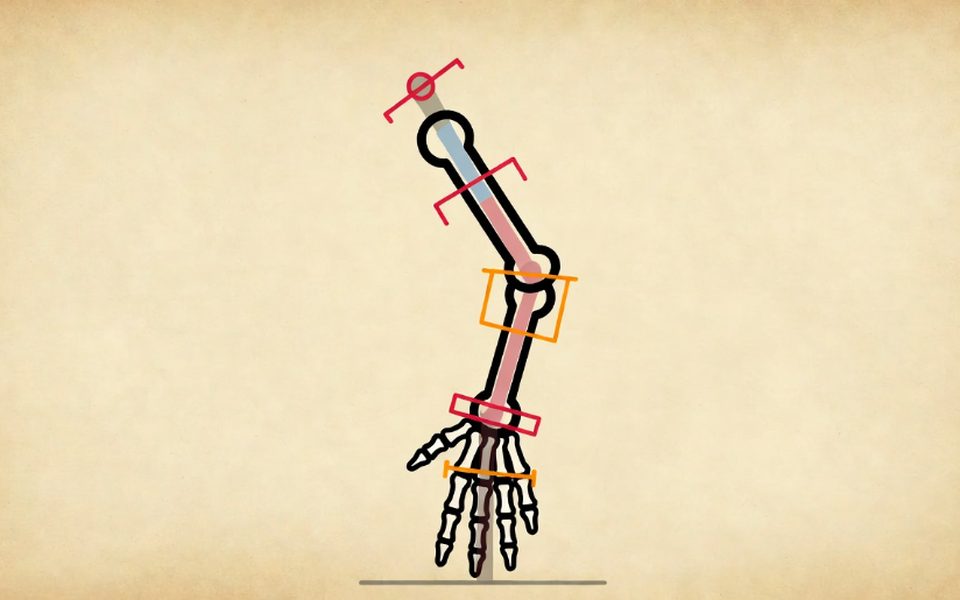 Arm rig with bones, joints and controls